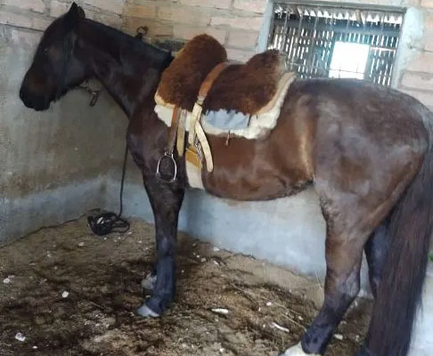 Caballo criollo