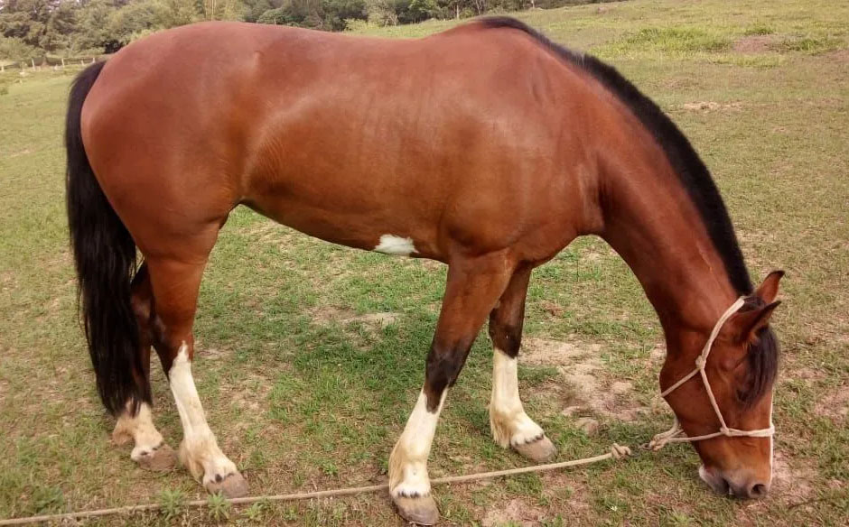 Vendo yegua de montar