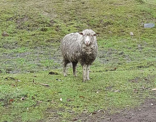 Venta de ovejas