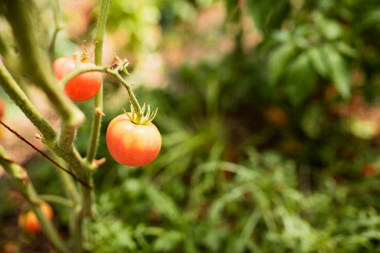 Al fin y al cabo ¿el tomate es una fruta o no?